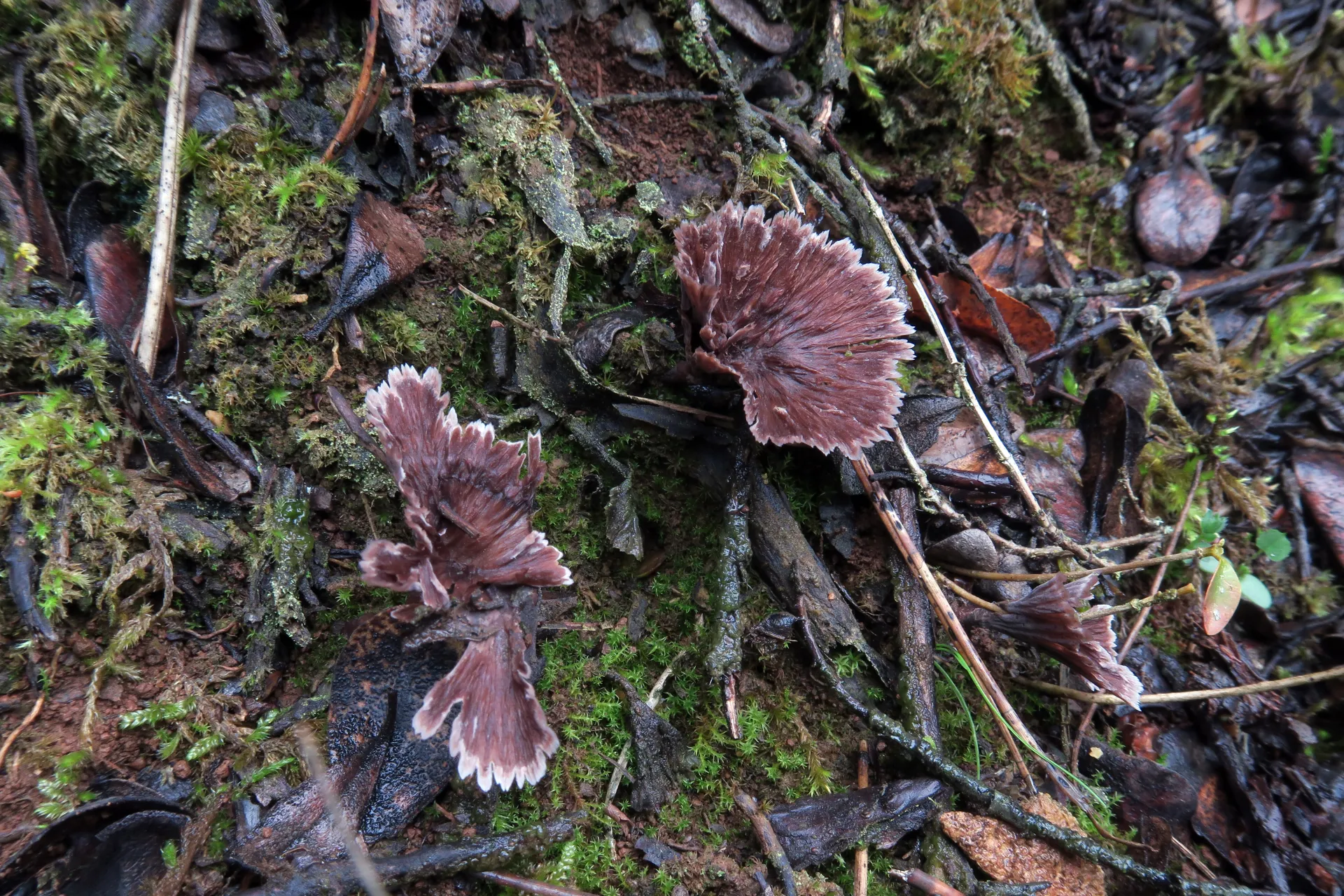 Thelephora caryophyllea - 1 - IMG_2223